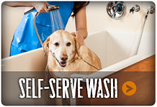 Self Serve Wash